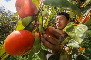 Crescimento de exportações: caqui paulista conquista mercados globais