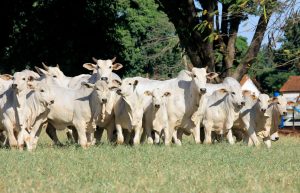 IZ celebra dia do Zootecnista, profissional essencial para a produção animal