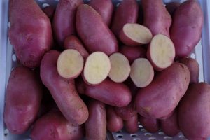 Hortitec 2025: IAC expõe recentes tecnologias nas áreas de horticultura e sanidade