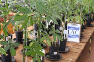 IAC avalia crescimento de mudas de Paineira Rosa adubadas com composto orgânico e inoculante biológico