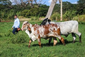 ITESP impulsiona melhoramento genético do gado leiteiro