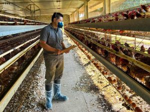 Influenza Aviária – Defesa Agropecuária reforça fiscalização em estabelecimentos avícolas que receberam cargas do Rio Grande do Sul