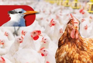 Influenza Aviária – Boletim Epidemiológico apresenta histórico da doença no Estado de São Paulo