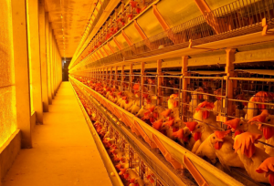 Avicultura – São Paulo segue alerta para prevenção da Influenza Aviária após caso positivo em granja de produção no Rio Grande do Sul