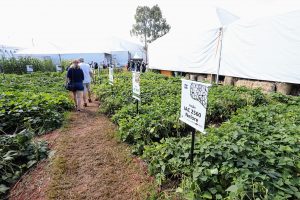 IAC apresenta novas cultivares na Agrishow 2025