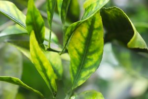 Citricultura – Secretaria de Agricultura intensifica combate ao greening em SP com novas resoluções