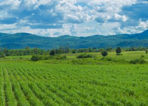 Valor da Produção Agropecuária paulista em 2024 será tema de debate em seminário do Instituto de Economia Agrícola