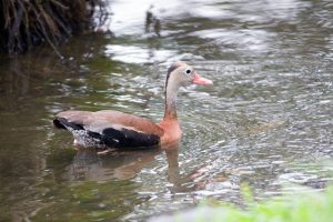 Influenza Aviária: Governo de SP reforça orientações à população
