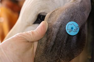 Sanidade Animal –  Em São Paulo, primeiro período da campanha de vacinação contra Brucelose termina no próximo dia 30