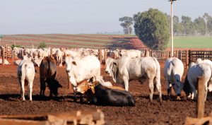 Secretaria de Agricultura lança nova linha de crédito para fortalecer a pecuária de corte 