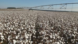 Tecnologia na irrigação: São Paulo se destaca com uso de pivôs centrais na agricultura