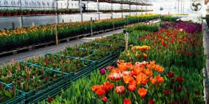 Clima gelado no Campo: estufa aquece e garante produção de flores em período de frio