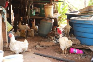 Influenza Aviária: Defesa Agropecuária realiza ações sanitárias diante do primeiro caso em criação de subsistência