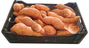 IAC expõe nova variedade de batata-doce durante a 6ª Feira Tecnológica da Batata-doce – Batatec