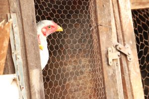 Influenza Aviária – Defesa Agropecuária atua diante novo caso da doença em criação doméstica