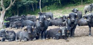 Metodologia desenvolvida no IZ promete aumentar rendimento de queijo muçarela