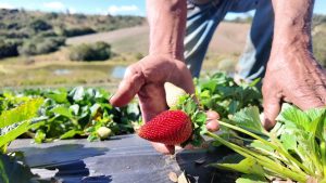 Morango do amor acelera vendas de agricultores do interior de São Paulo