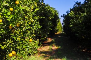 Sanidade Vegetal – Após publicação de Portaria, Programa Nacional de Controle do Greening passa a ter novos critérios