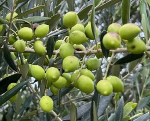 I Simpósio Brasileiro de Olivicultura discute desafios e inovação no cultivo de oliveiras em condições subtropicais