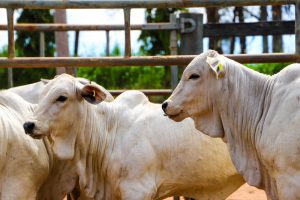 Sanidade Animal – Segunda etapa da campanha de vacinação contra a Brucelose começa hoje, 1º de julho