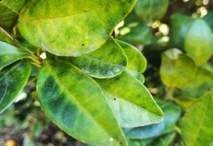 Secretaria de Agricultura abre chamamento público para colaboração no combate ao Greening