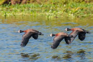 Influenza Aviária – Após novo caso positivo em ave silvestre, Defesa Agropecuária reforça atividades educativas para conscientizar a população
