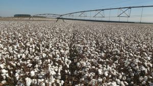 Programa Irriga+ amplia acesso a crédito com juros subsidiados para produtores rurais