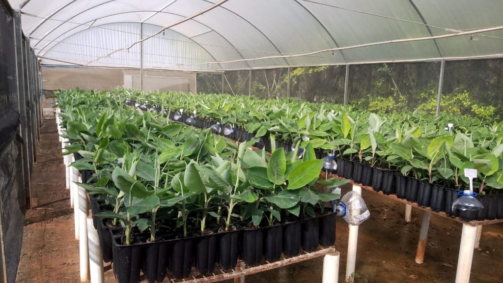 Tecnologia e qualidade: CATI amplia produção de mudas e impulsiona o campo paulista