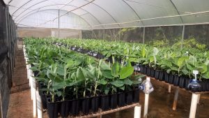 Tecnologia e qualidade: CATI amplia produção de mudas e impulsiona o campo paulista