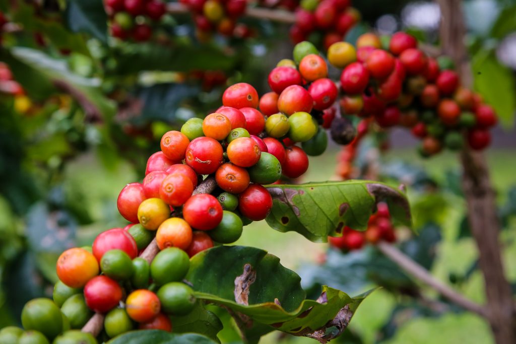 Governo de SP amplia aquisições de café das cooperativas exportadoras