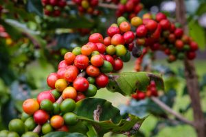 Governo de SP amplia aquisições de café das cooperativas exportadoras