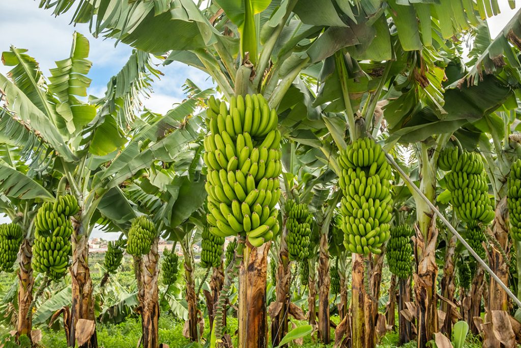 I Encontro de Bananicultores de Itaporanga recebe produtores com palestras e prática sobre cultivo e manejos