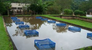 Aquicultura sustentável contribui para a diminuição do impacto das mudanças climáticas