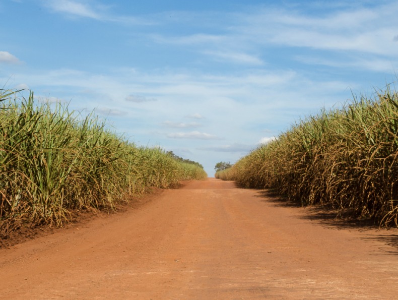 Seguro agrícola paramétrico será tema de debate em seminário do Instituto de Economia Agrícola