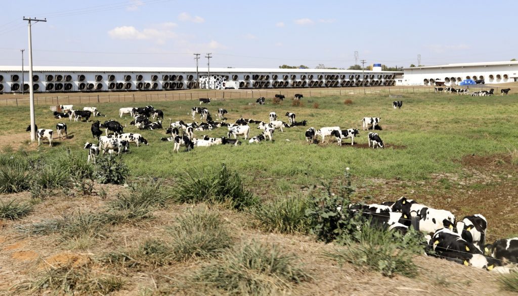 Fazenda de São Paulo lidera o ranking dos maiores produtores de leite do País