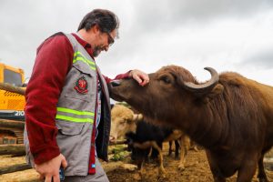 Governo de SP acompanha transferência e garante bem-estar de búfalos encontrados às margens do Rio Pinheiros em São Paulo