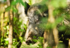 Sanidade Animal – Defesa Agropecuária, Apta Regional e Câmaras Setoriais promovem I Seminário sobre Javali