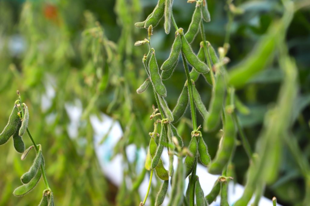 Sanidade Vegetal – Começa nesta segunda, dia 1º de setembro, o calendário de semeadura da soja na Região 1