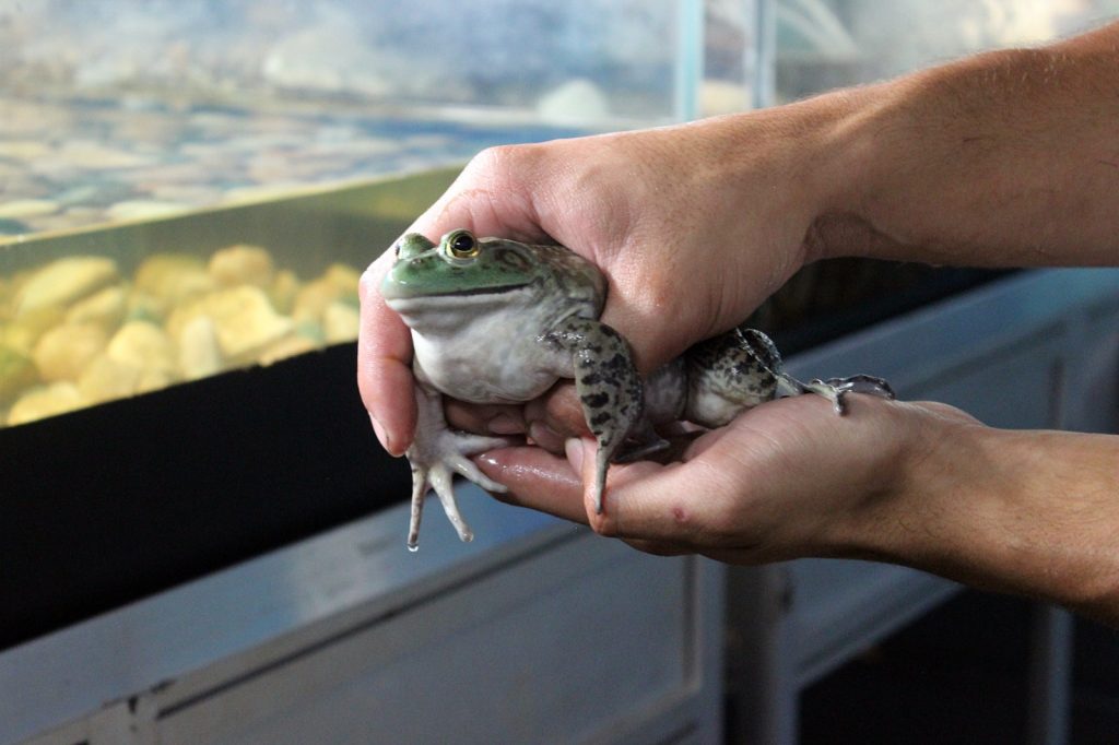 Tem Peixe na Vila: Apta Regional leva ao evento pesquisas com rã-touro