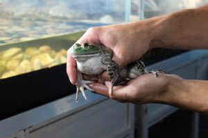 Tem Peixe na Vila: Apta Regional leva ao evento pesquisas com rã-touro