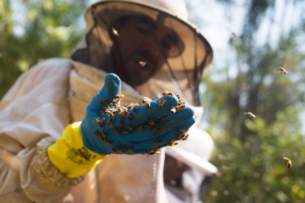 IG do mel do Vale do Paraíba: conquista que une produtores, pesquisa e qualidade