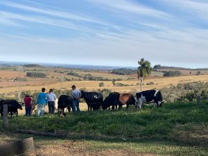 Vacas bem alimentadas e atividade mais rentável: propriedade em Itapetininga mostra que é possível produzir mais em área menor