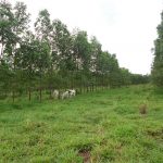 Dia Mundial do Meio Ambiente reforça compromisso do Instituto Biológico com a sustentabilidade e a ciência