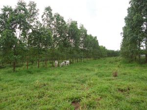 Dia Mundial do Meio Ambiente reforça compromisso do Instituto Biológico com a sustentabilidade e a ciência