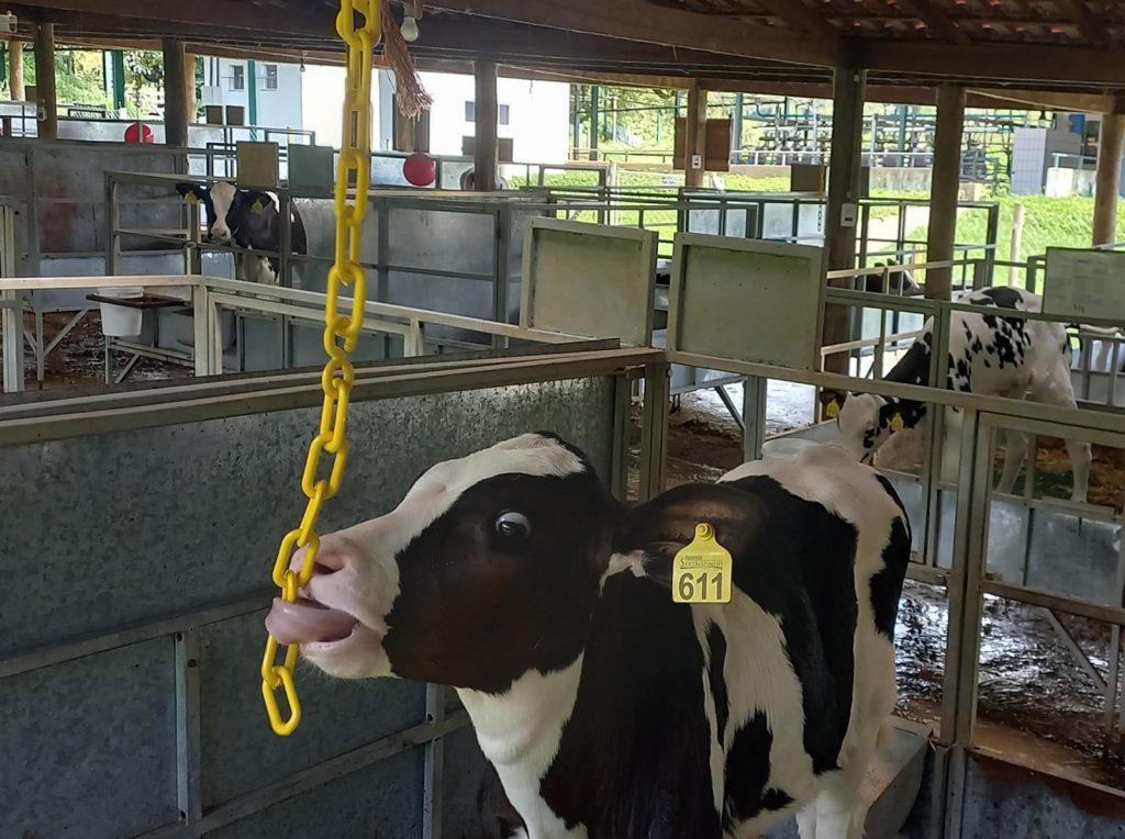 Enriquecimento ambiental pode melhorar a saúde e o bem-estar de bezerras leiteiras, aponta pesquisa do IZ