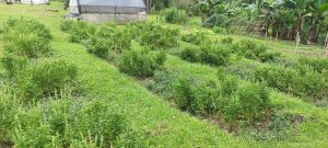 Instituto de Pesca aponta benefícios da macroalga Kappaphycus alvarezii no crescimento de manjericão e menta