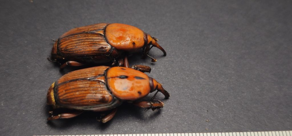 Estado de São Paulo intensifica vigilância contra praga em Palmeiras