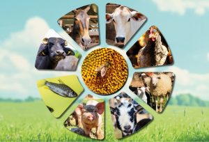 Sanidade Animal – Campanha de atualização obrigatória para todas as espécies começa neste sábado, 1º de novembro