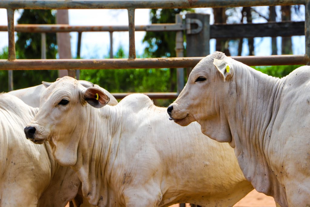 Brucelose – No segundo semestre, Campanha de Vacinação contra a doença vai até dia 31 de dezembro em todo o Estado