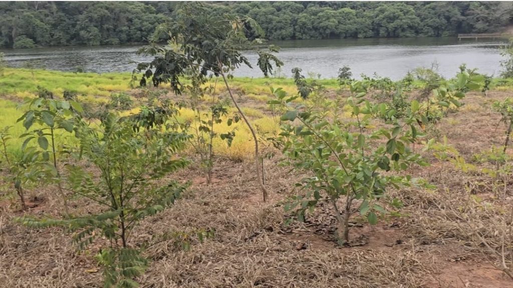 Apta Regional marca presença na COP30 com foco em agricultura sustentável e bioeconomia